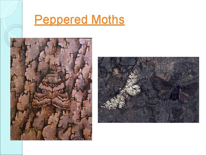 Peppered Moths 