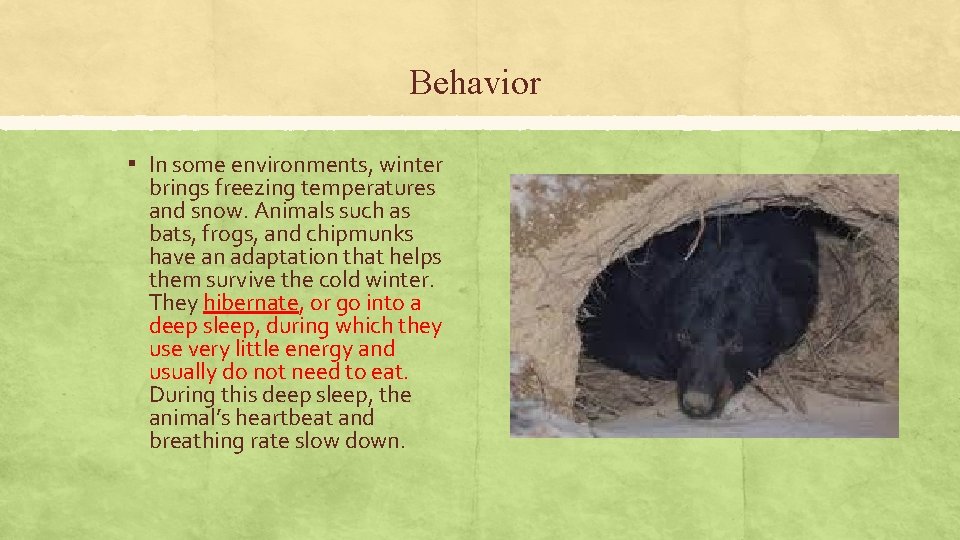Behavior ▪ In some environments, winter brings freezing temperatures and snow. Animals such as Behavior ▪ In some environments, winter brings freezing temperatures and snow. Animals such as