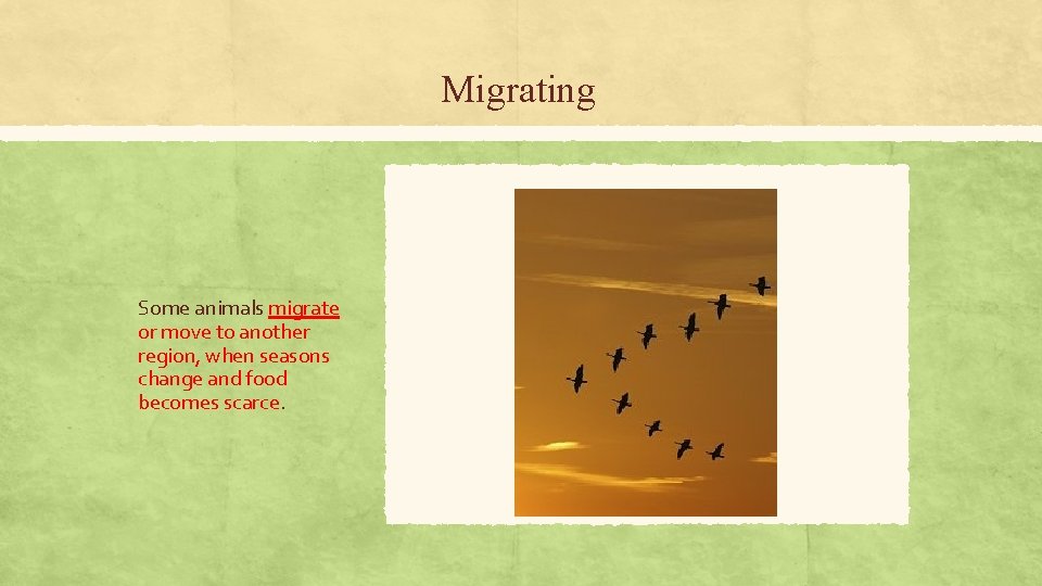 Migrating Some animals migrate or move to another region, when seasons change and food Migrating Some animals migrate or move to another region, when seasons change and food