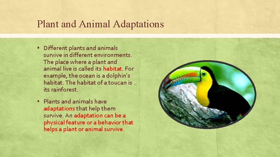Plant and Animal Adaptations ▪ Different plants and animals survive in different environments. The Plant and Animal Adaptations ▪ Different plants and animals survive in different environments. The