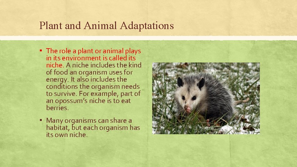 Plant and Animal Adaptations ▪ The role a plant or animal plays in its Plant and Animal Adaptations ▪ The role a plant or animal plays in its