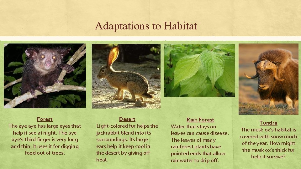 Adaptations to Habitat Forest The aye has large eyes that help it see at Adaptations to Habitat Forest The aye has large eyes that help it see at