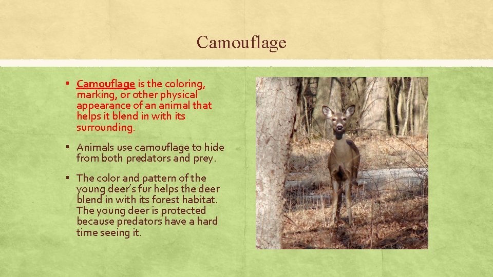 Camouflage ▪ Camouflage is the coloring, marking, or other physical appearance of an animal Camouflage ▪ Camouflage is the coloring, marking, or other physical appearance of an animal