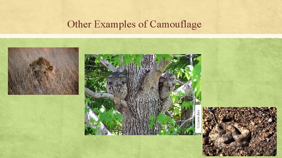 Other Examples of Camouflage Other Examples of Camouflage