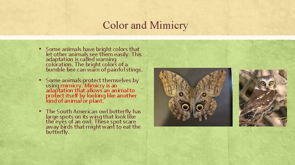 Color and Mimicry ▪ Some animals have bright colors that let other animals see Color and Mimicry ▪ Some animals have bright colors that let other animals see