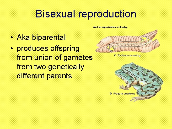 Bisexual reproduction • Aka biparental • produces offspring from union of gametes from two