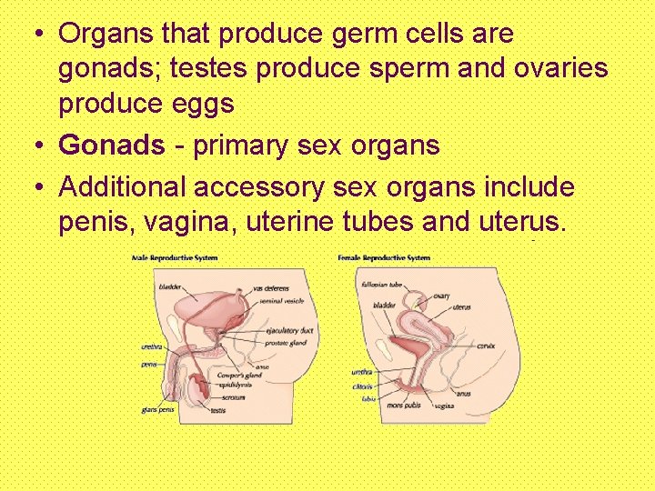  • Organs that produce germ cells are gonads; testes produce sperm and ovaries