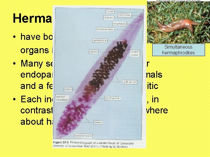 Hermaphroditism • have both male and female Simultaneous organs in the same individual hermaphrodites