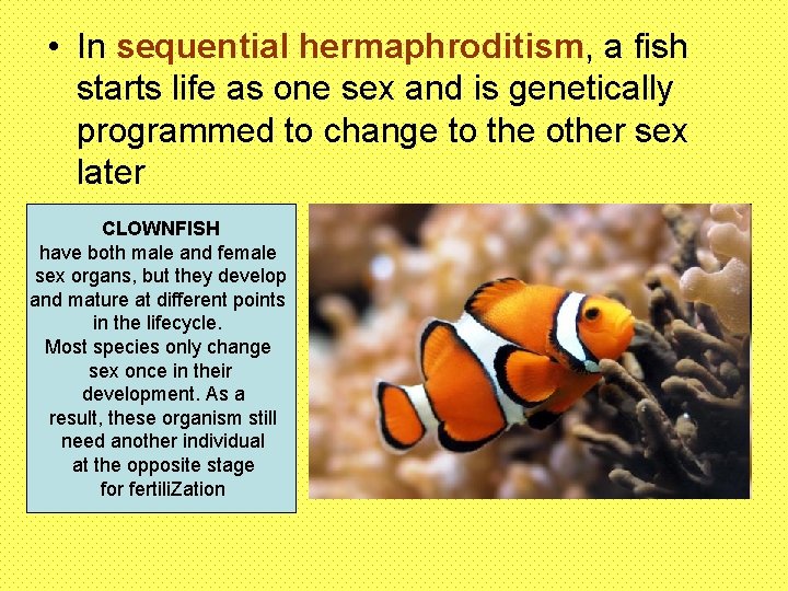  • In sequential hermaphroditism, a fish starts life as one sex and is