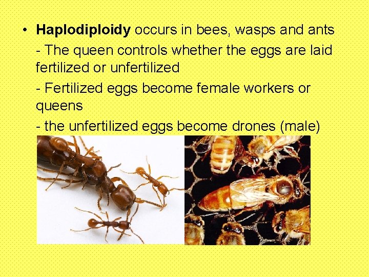  • Haplodiploidy occurs in bees, wasps and ants - The queen controls whether