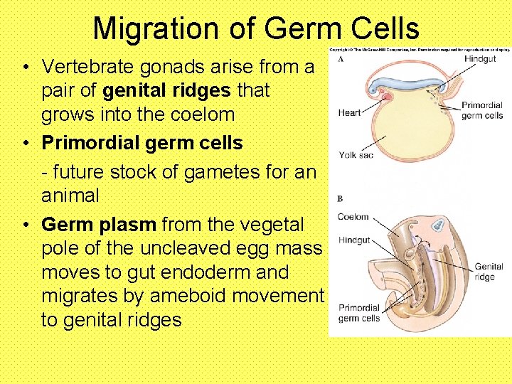 Migration of Germ Cells • Vertebrate gonads arise from a pair of genital ridges