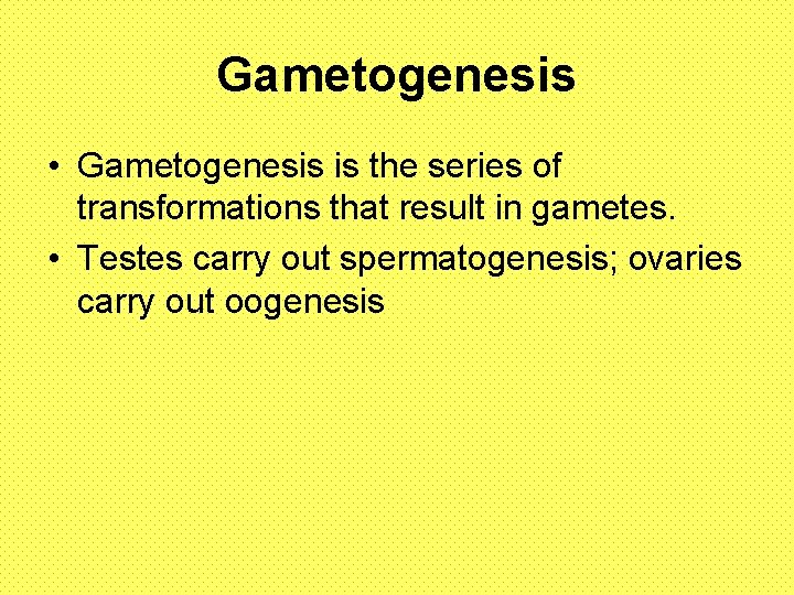 Gametogenesis • Gametogenesis is the series of transformations that result in gametes. • Testes