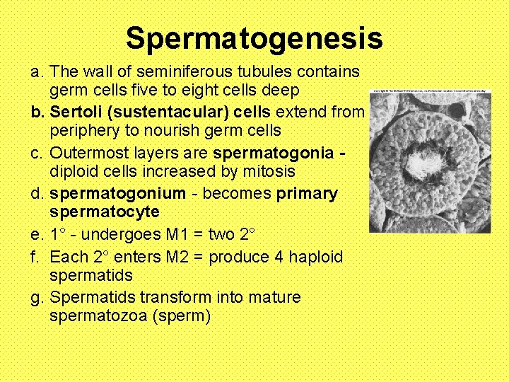 Spermatogenesis a. The wall of seminiferous tubules contains germ cells five to eight cells