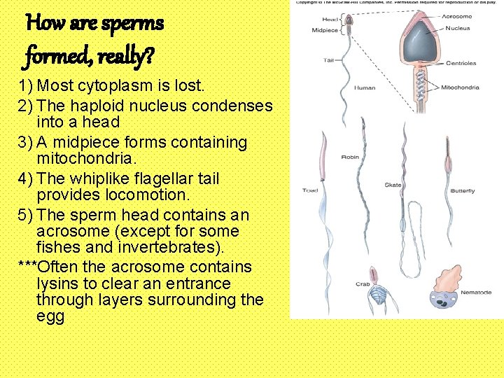 How are sperms formed, really? 1) Most cytoplasm is lost. 2) The haploid nucleus