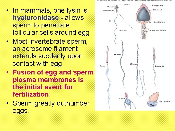  • In mammals, one lysin is hyaluronidase - allows sperm to penetrate follicular