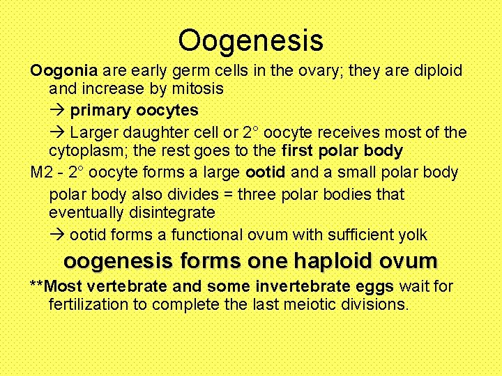 Oogenesis Oogonia are early germ cells in the ovary; they are diploid and increase