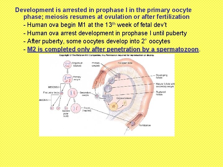 Development is arrested in prophase I in the primary oocyte phase; meiosis resumes at