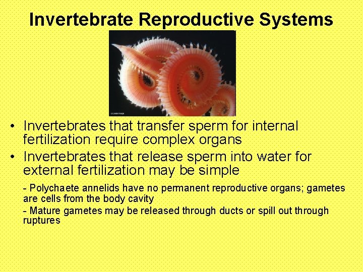 Invertebrate Reproductive Systems • Invertebrates that transfer sperm for internal fertilization require complex organs