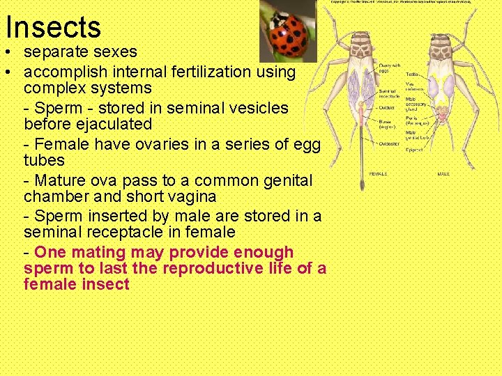 Insects • separate sexes • accomplish internal fertilization using complex systems - Sperm -