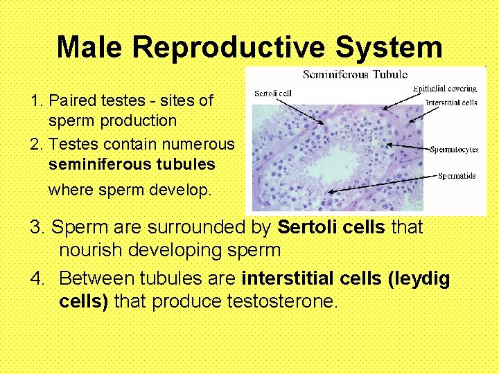 Male Reproductive System 1. Paired testes - sites of sperm production 2. Testes contain