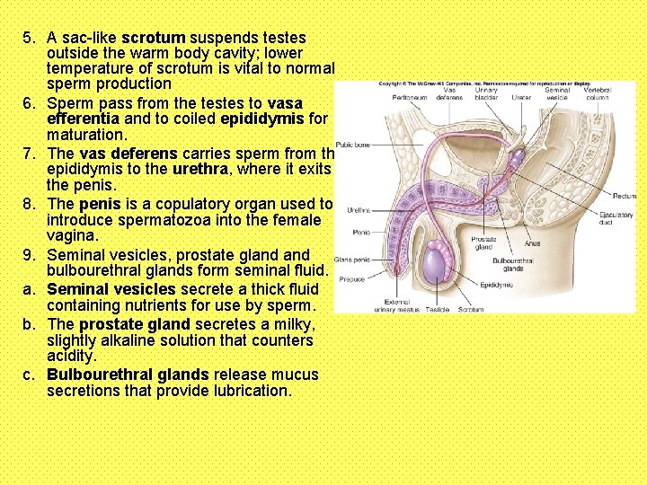 5. A sac-like scrotum suspends testes outside the warm body cavity; lower temperature of