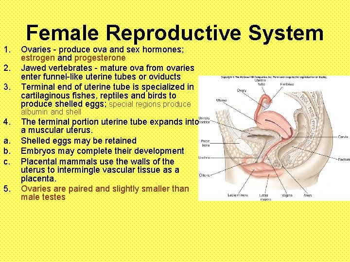 1. 2. 3. Female Reproductive System Ovaries - produce ova and sex hormones; estrogen