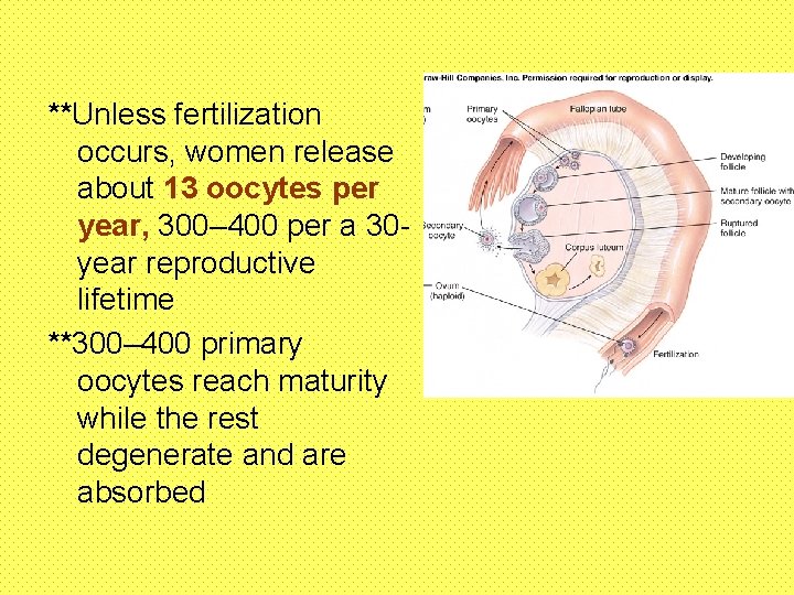 **Unless fertilization occurs, women release about 13 oocytes per year, 300– 400 per a