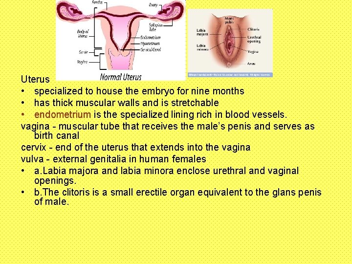 Uterus • specialized to house the embryo for nine months • has thick muscular
