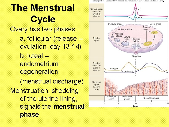 The Menstrual Cycle Ovary has two phases: a. follicular (release – ovulation, day 13