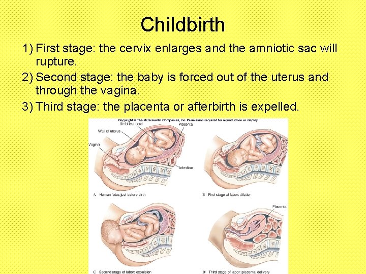 Childbirth 1) First stage: the cervix enlarges and the amniotic sac will rupture. 2)