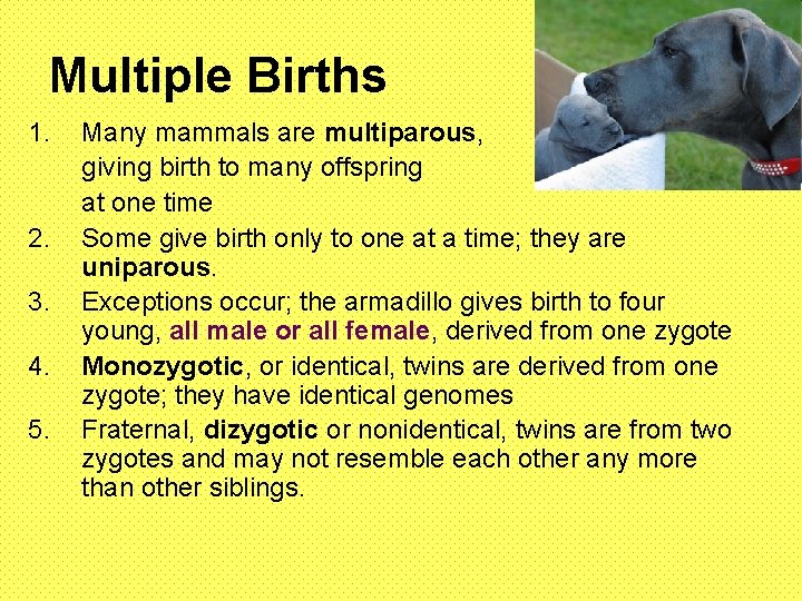 Multiple Births 1. 2. 3. 4. 5. Many mammals are multiparous, giving birth to