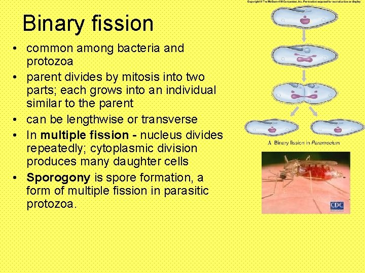 Binary fission • common among bacteria and protozoa • parent divides by mitosis into