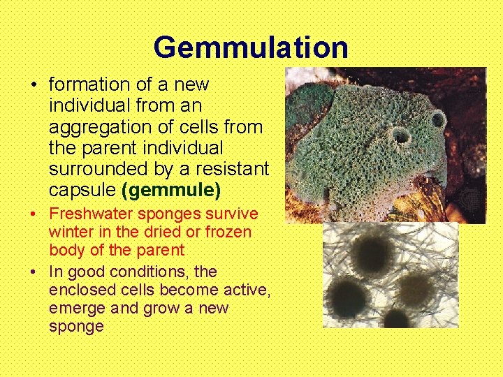 Gemmulation • formation of a new individual from an aggregation of cells from the