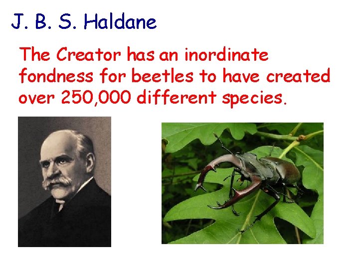 J. B. S. Haldane The Creator has an inordinate fondness for beetles to have