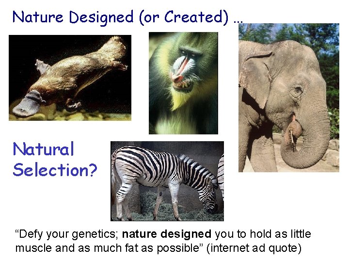 Nature Designed (or Created) … Natural Selection? “Defy your genetics; nature designed you to