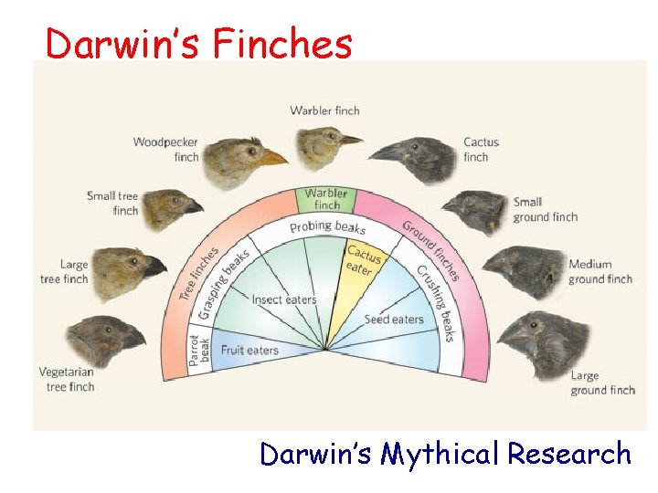 Darwin’s Finches Darwin’s Mythical Research 