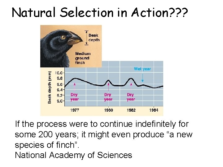 Natural Selection in Action? ? ? If the process were to continue indefinitely for