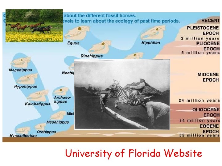 University of Florida Website 