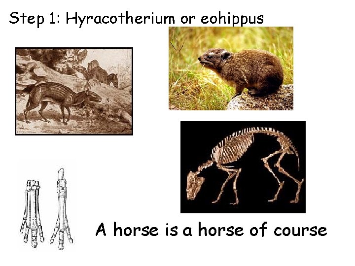 Step 1: Hyracotherium or eohippus A horse is a horse of course 