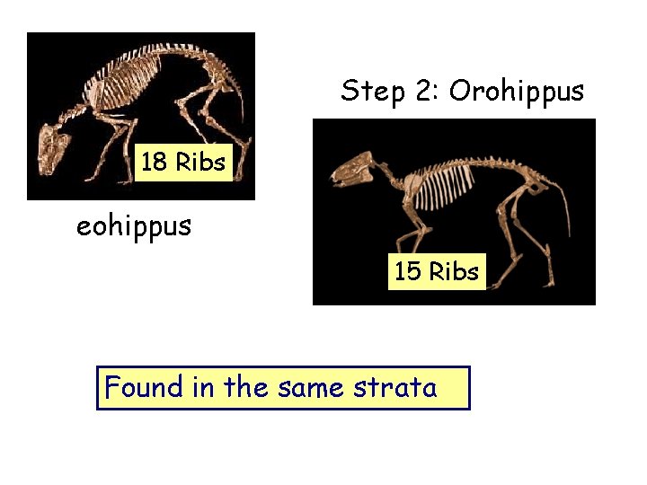 Step 2: Orohippus 18 Ribs eohippus 15 Ribs Found in the same strata 