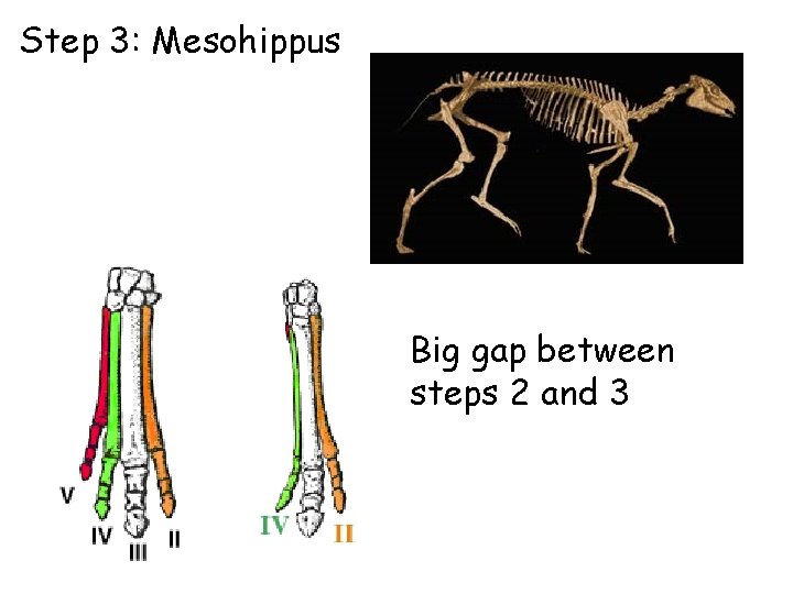 Step 3: Mesohippus Big gap between steps 2 and 3 