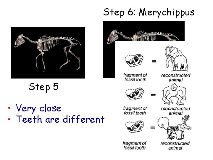 Step 6: Merychippus Step 5 • Very close • Teeth are different 