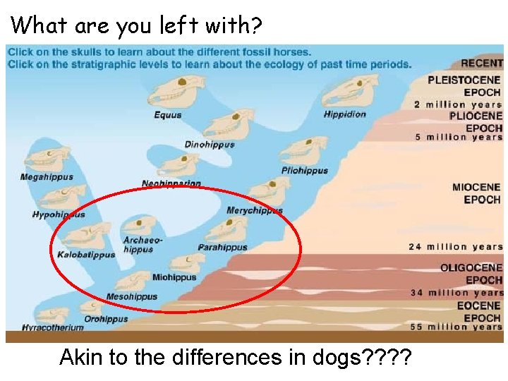 What are you left with? Akin to the differences in dogs? ? 