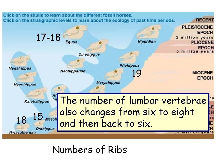 17 -18 19 18 15 The number of lumbar vertebrae also changes from six