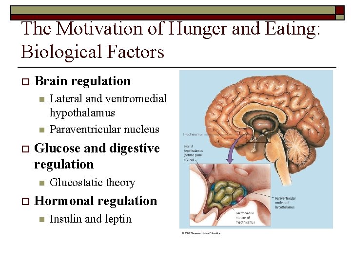 The Motivation of Hunger and Eating: Biological Factors o Brain regulation n n o