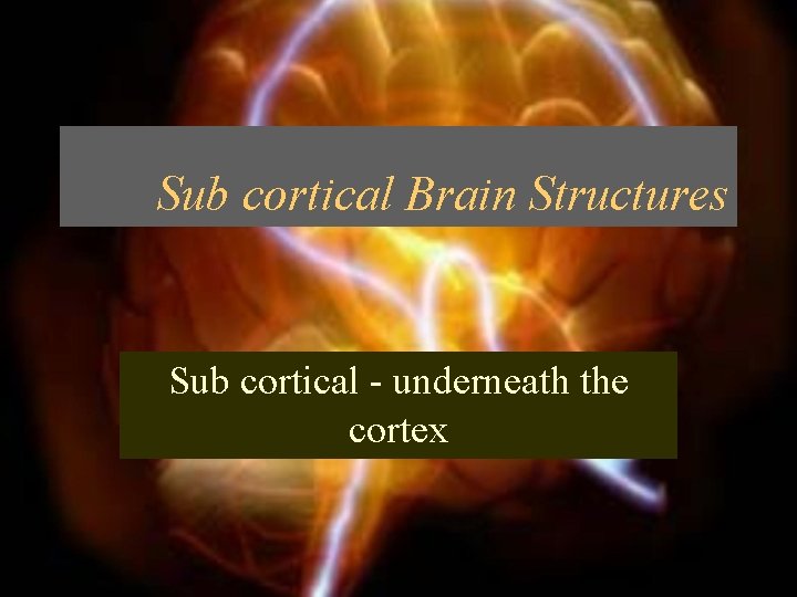 Sub cortical Brain Structures Sub cortical - underneath the cortex 