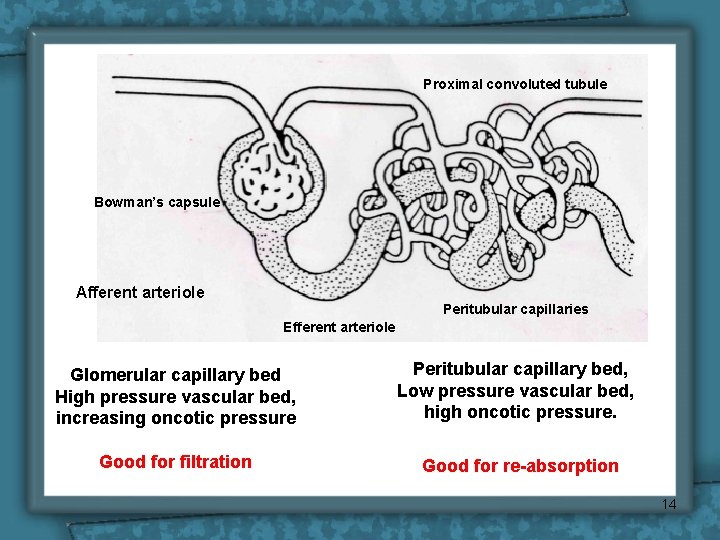 Proximal convoluted tubule Bowman’s capsule Afferent arteriole Peritubular capillaries Efferent arteriole Glomerular capillary bed