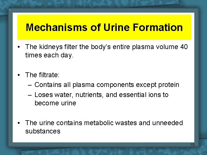 Mechanisms of Urine Formation • The kidneys filter the body’s entire plasma volume 40