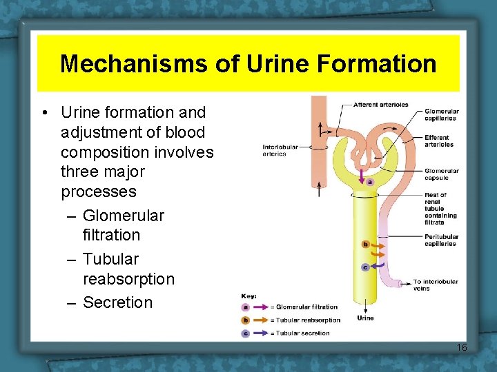Mechanisms of Urine Formation • Urine formation and adjustment of blood composition involves three