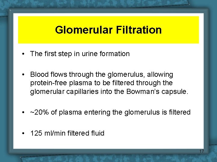 Glomerular Filtration • The first step in urine formation • Blood flows through the